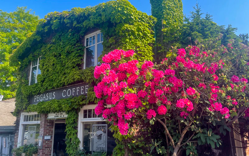 Pegasus Coffee House cozy interior