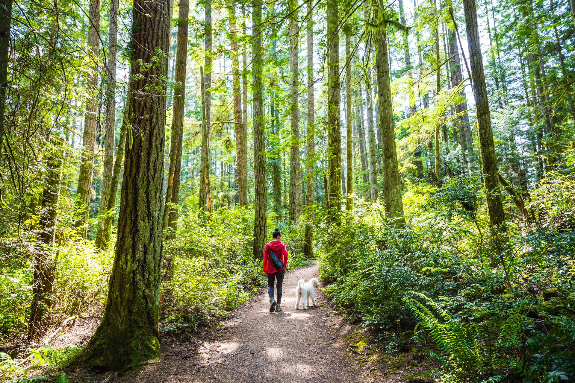 Grand Forest hiking trail on Bainbridge Island